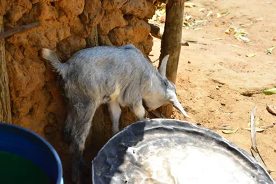 DSC_4987 (Large).JPG